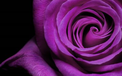 パープルローズ, バラ, 花, 紫色のバラ, ポーランドバラ