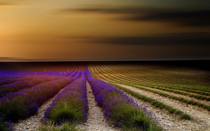 provence, sommer, feld, lavendel, frankreich