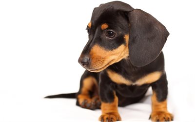 dachshund puppy, pets, dogs, cute animals, badger dog, small dachshund, puppies, dachshund, cute dogs