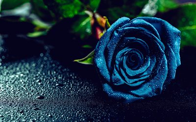4k, rose bleue, rosée, macro, fleurs bleues, gouttes d'eau, des roses, belles fleurs, photo avec rose bleue, arrière plans avec des roses, fermer, bourgeons bleus