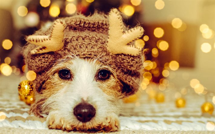 foxterrier, feliz año nuevo, navidad, perros lindos, mascotas, fox terrier de alambre, animales bonitos, perros, año nuevo