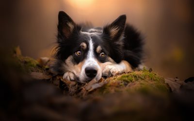 Border Collie, cute dogs, forest, pets, dogs, evening, sunset, cute animals