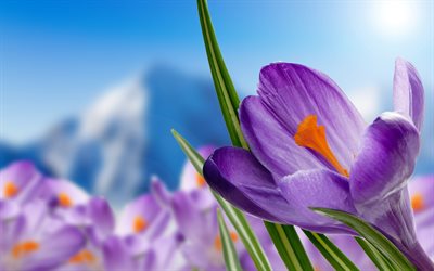 4k, crocus violets, montagnes, fleurs de printemps, bokeh, belles fleurs, crocus, printemps, fleurs violettes