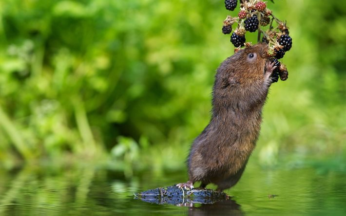 mouse, water, berries, blur