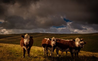 vacas, campo, pasto, vaca