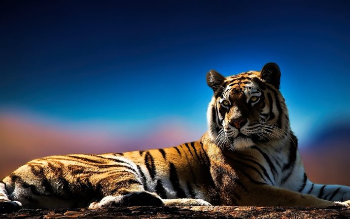 tiger, raubtiere, blauer himmel, wildlife