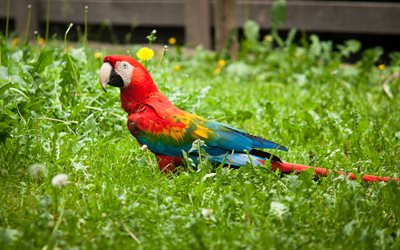 Guacamayos, loros, red parrot, aves hermosas, la hierba verde