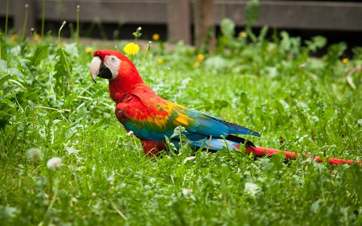macaw, papagei, roter papagei, schöner vogel, grün, gras