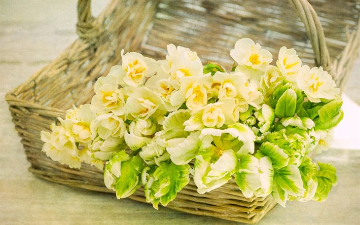 cesta com flores, primavera, tulipas, narcisos, flores da primavera, flores amarelas
