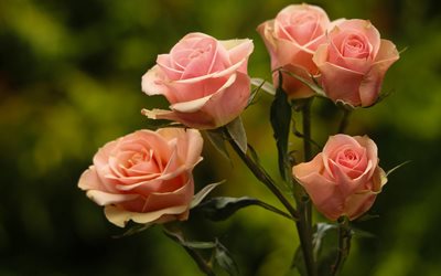 rosas, rosas de color púrpura, rosas de color rosa, arbusto de rosas