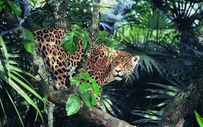 jaguar, predator, jungle, wildlife