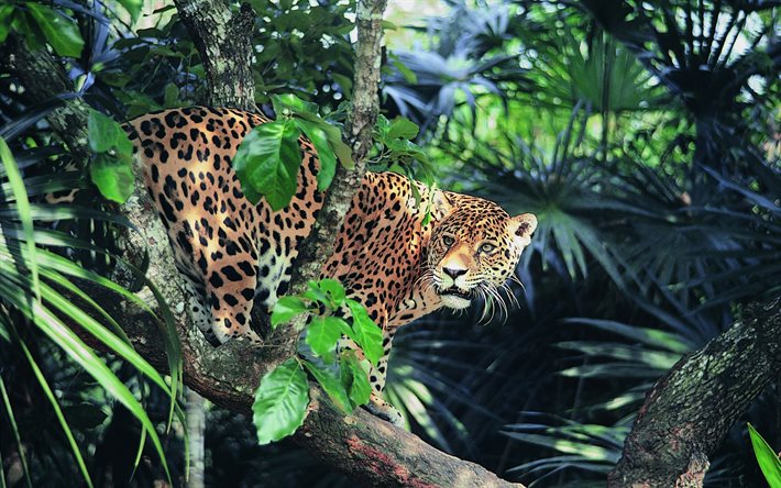 jaguar, rovdjur, djungel, vilda djur