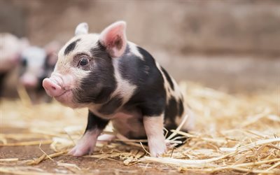 귀여운 돼지, 작은 돼지, 돼지, 팜, 귀여운 동물, piglets
