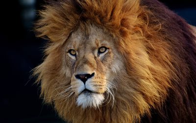 rei dos animais, 4k, a vida selvagem, leão, animais selvagens, predadores, panthera leo, imagens com leão
