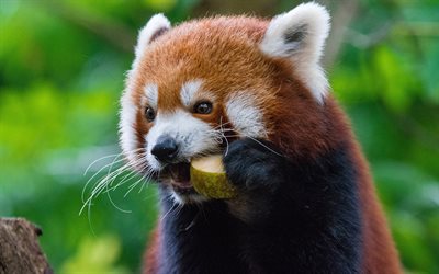red panda, bokeh, forest, wildlife, eating panda, cute animals, Ailurus fulgens, mammals