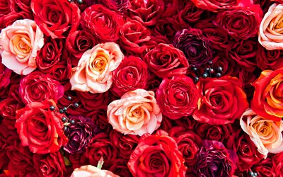 rote rosen, knospen, makro, 4k, rote blumen, rosen, bilder mit rosen, schöne blumen, hintergründe mit rosen, rote knospen