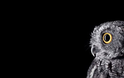 owl, 4k, minimal, predators, Bubo bubo, black backgrounds, owls, owl minimalism
