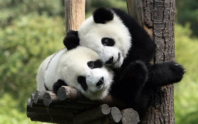 two pandas, bokeh, Giant panda, wildlife, cute animals, Ailuropoda melanoleuca, panda twins, panda bear, panda, China, pandas