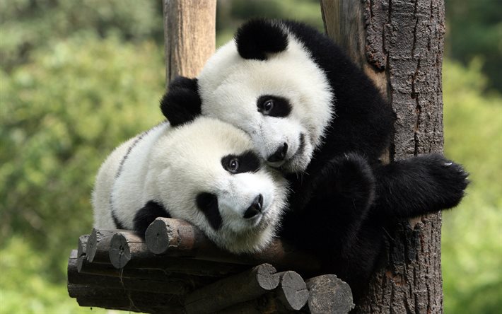 dois pandas, bokeh, panda gigante, vida selvagem, animais fofos, ailuropoda melanoleuca, gêmeos panda, urso panda, panda, china, pandas