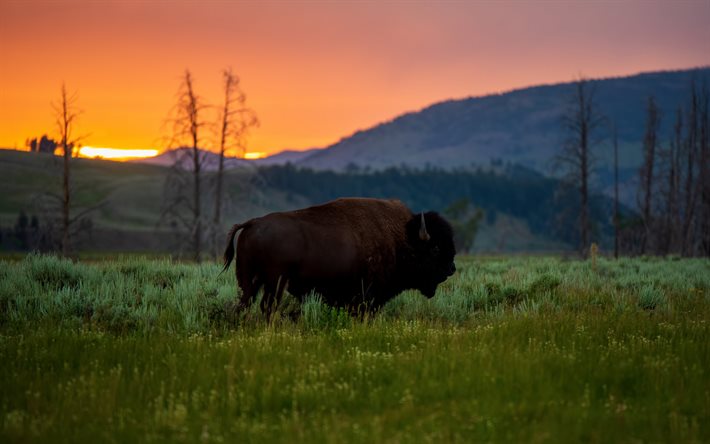 Bison, evening, sunset, wildlife, American bison, wild animals, bison on the field, North America, USA