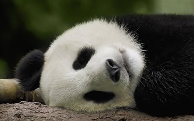 panda endormi, bokeh, faune, animaux mignons, ailuropoda melanoleuca, panda géant, ours panda, visage de panda, panda, chine, pandas