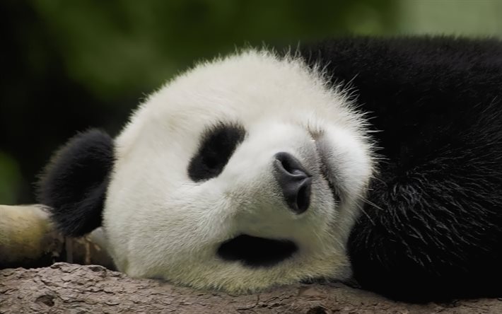panda adormecido, bokeh, animais selvagens, animais fofos, ailuropoda melanoleuca, panda gigante, panda bear, panda face, panda, china, pandas