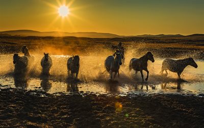 caballos blancos, puesta de sol, salpicaduras de agua, galope, manada de caballos, caballos corriendo, conceptos de libertad, equus caballus