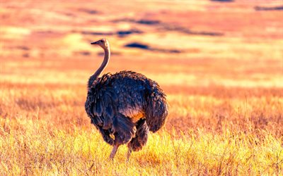 Somali ostrich, 4k, exotic birds, Africa, savannah, Struthio molybdophanes, black birds, blue-necked ostrich, African ostriches, wildlife, ostriches