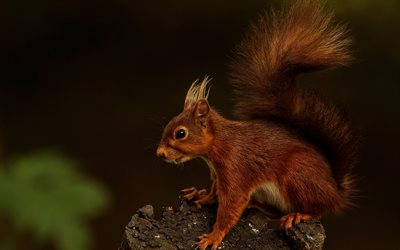 scoiattolo a terra, foresta, roditori, scoiattolo, abitanti della foresta, animali selvatici, scoiattoli
