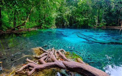 Lago esmeralda, bosque, selva, verano, Tailandia