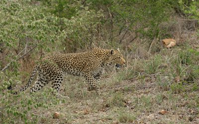 4k, leopardi, villieläimet, villikissa, saalistajat, vaaralliset eläimet, leopardi ruohossa, afrikka