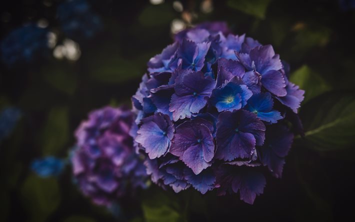 blå hortensia, 4k, bokeh, blå blommor, vilda blommor, hortensia, vackra blommor