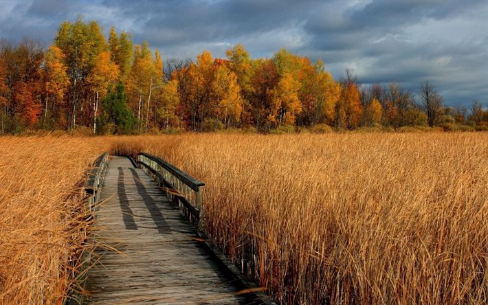 autumn, trees, kamyshi, wooden bridge