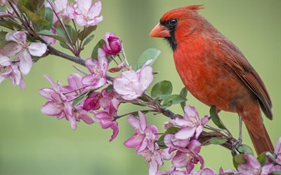 cardeal vermelho, ou, cardeal virgem, pássaro, ramo, macieira florescendo