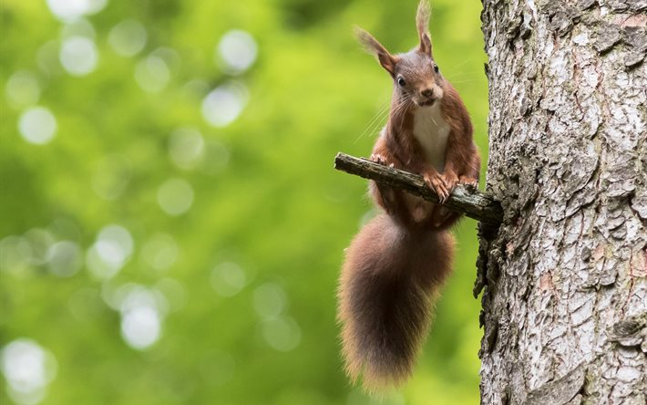 curieux écureuil, parc, nature