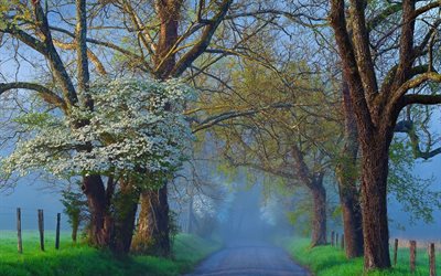 la primavera, la niebla de la mañana, la carretera