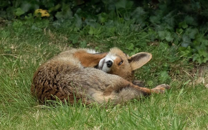wald, entspannende fox, natur