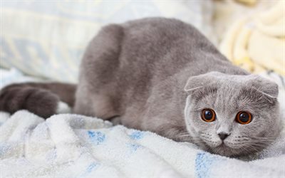 il gatto grigio, scottish fold