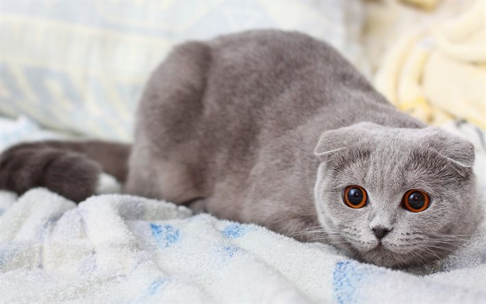 the gray cat, scottish fold