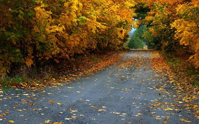 road, asphalt, autumn, leaves