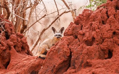 a floppy-eared fox, otocyon megalotis, kenya, africa