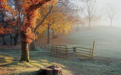 árbol, la niebla de la mañana, el tocón, el otoño, la valla