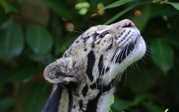el gato salvaje, la naturaleza, el leopardo nublado