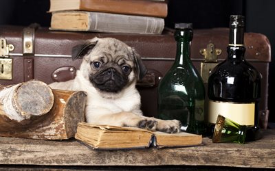 pug book lover, whiskey, glass
