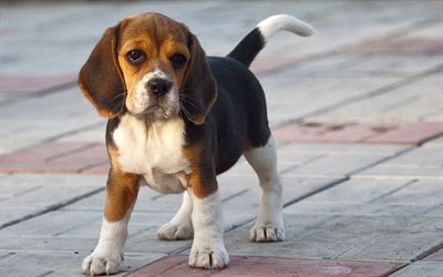 los perros de caza, cachorro beagle