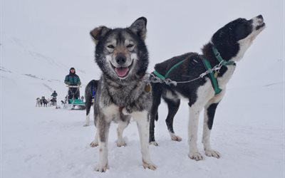 o líder, trenó puxado por cães, a ilha de spitsbergen