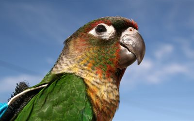 parrot, green macaw