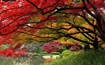 शरद ऋतु, जापानी, उद्यान, टोक्यो