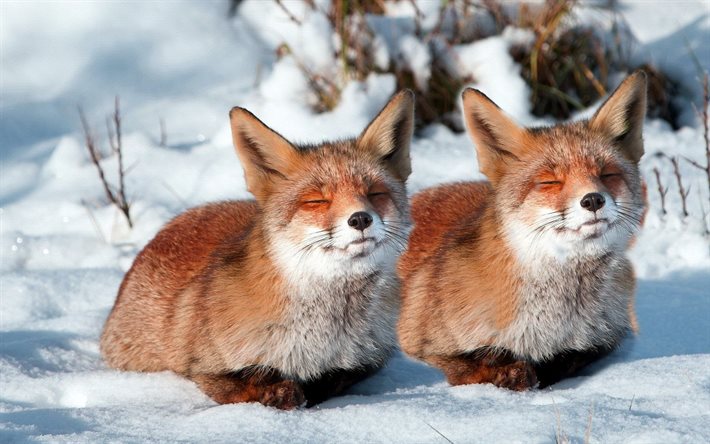 de la neige, deux renards, sommeil