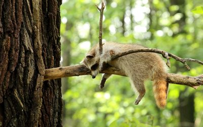 forest, tree, branch, relaxing raccoon